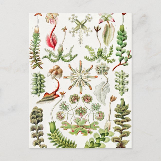 Cartão Postal Hepaticae Lebermoose por Ernst Haeckel (Frente)