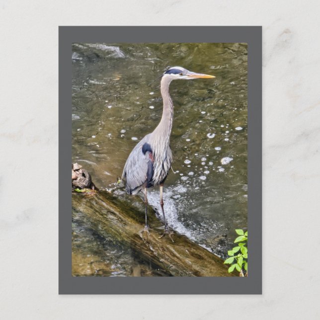 Cartão Postal Herão azul (Frente)