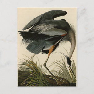 Cartão Postal Herão Azul excelente das Aves da América de Audubo
