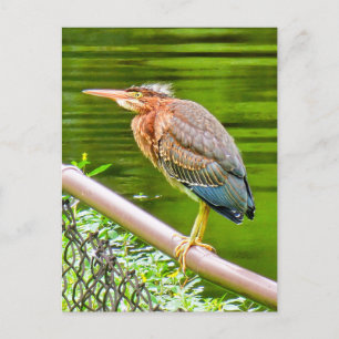 Cartão Postal Herão verde