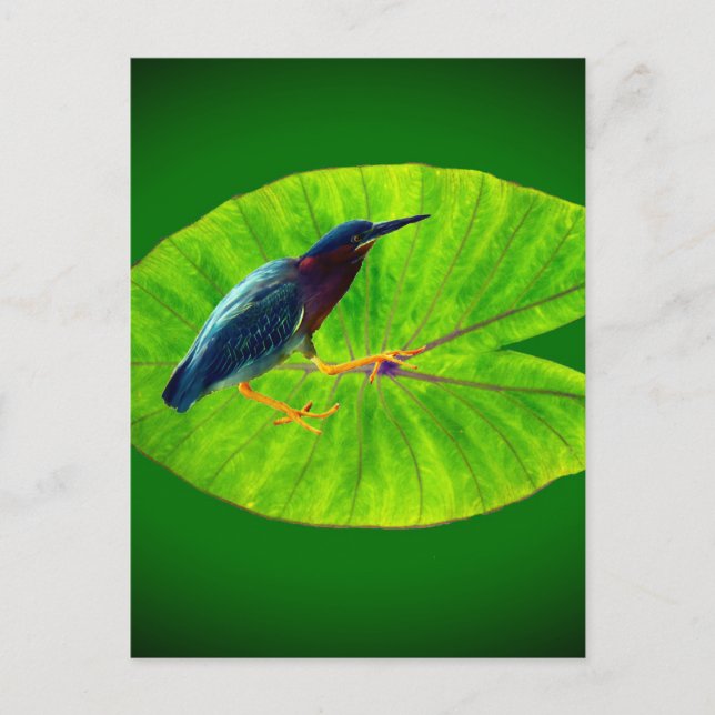 Cartão Postal Herão verde (Frente)