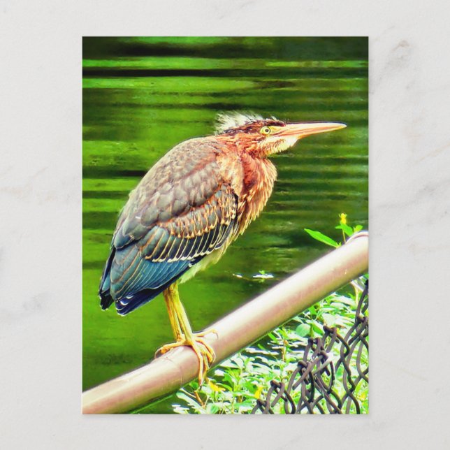 Cartão Postal Herão verde (Frente)
