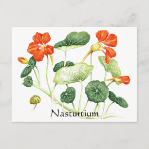 Cartão Postal Herb Garden Series - Nasturtium