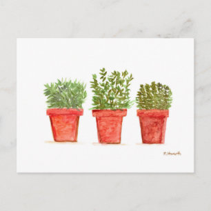 Cartão Postal Herbs thyme rosemary menta