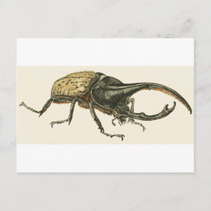 Cartão Postal Hercules Beetle