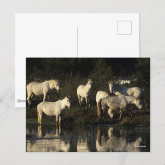 Cartão Postal Herd Camargue Ponies Na Água