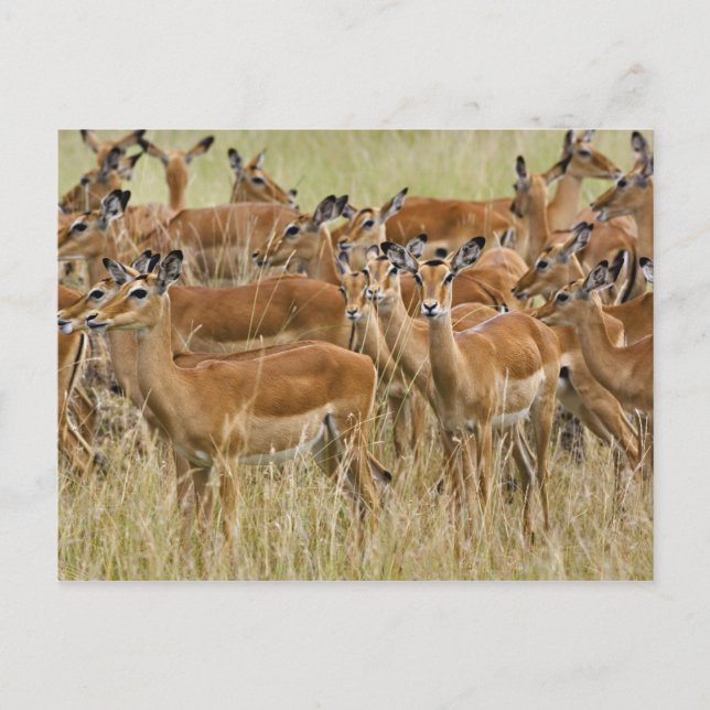 Cartão Postal Herd da fêmea Impala, Masai Mara, Quênia. (Frente)