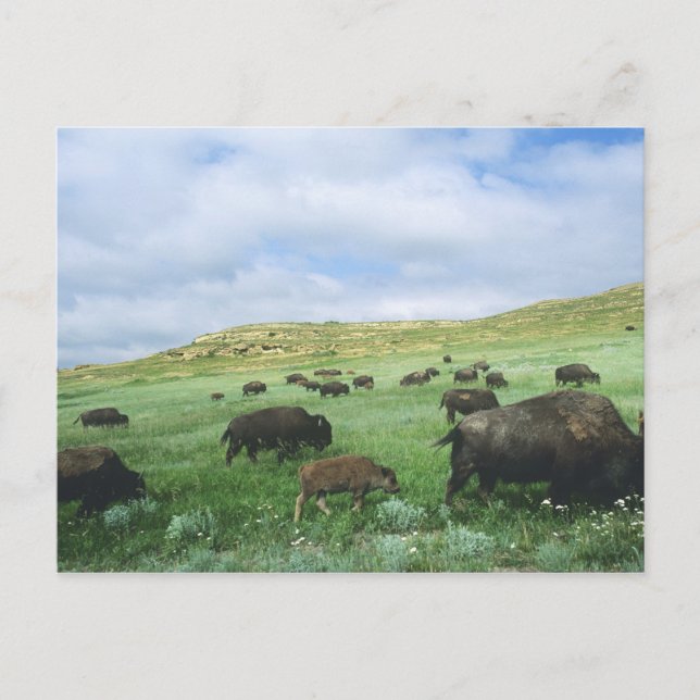 Cartão Postal Herde da pradaria de pradaria de bison em Theodore (Frente)