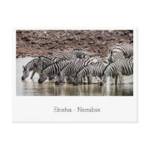 Herdeiro de Zebra por Waterhole em Etosha, Namíbia