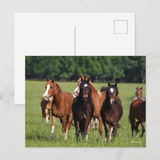 Cartão Postal Herdeiro dos Pôs do País de Gales em campo (Frente/Verso)