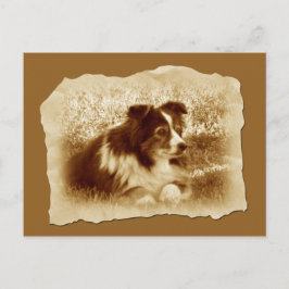 Cartão Postal Herding Dog Vintage Tones Sepia