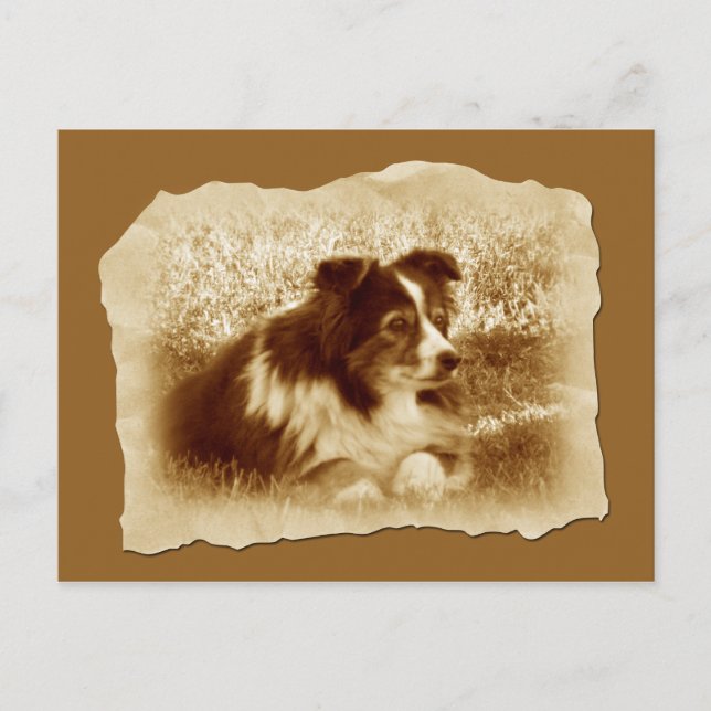 Cartão Postal Herding Dog Vintage Tones Sepia (Frente)
