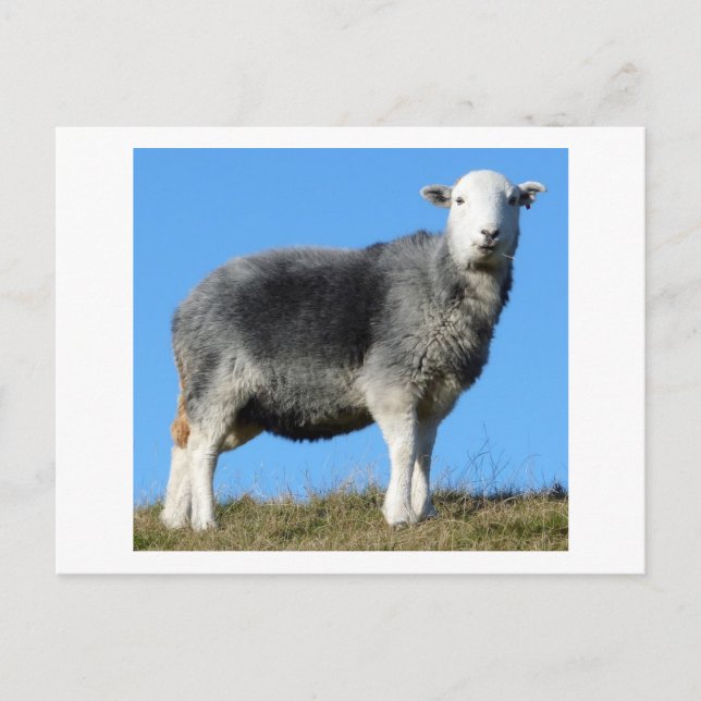Cartão Postal Herdwick Sheep (Frente)
