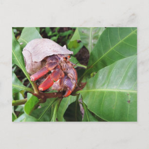 Cartão Postal Hermit Crab