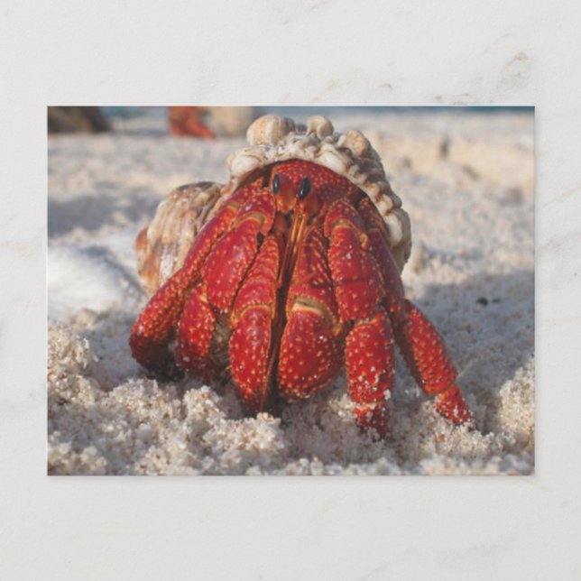 Cartão Postal Hermit Crab (Frente)