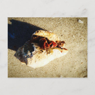 Cartão Postal Hermit Crab Clearwater Beach