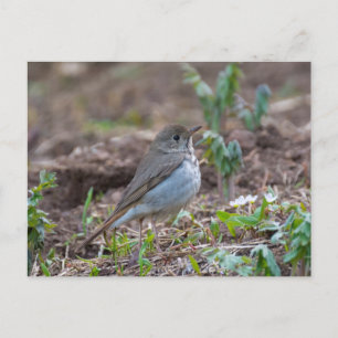 Cartão Postal Hermit Thrush