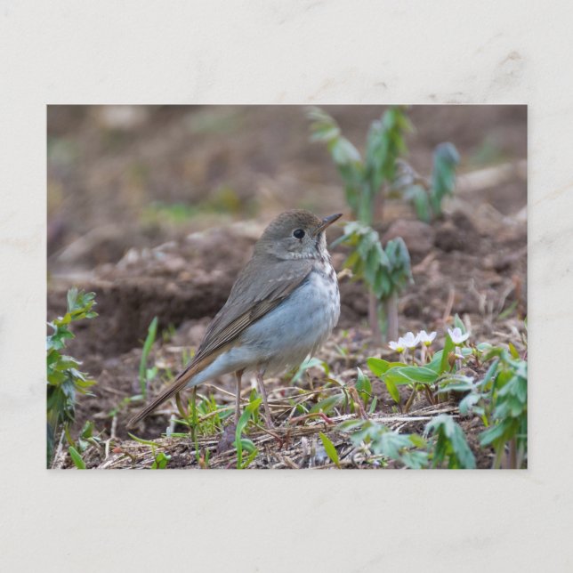 Cartão Postal Hermit Thrush (Frente)