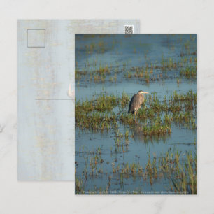 Cartão Postal Heron 6937