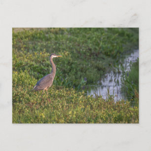 Cartão postal Heron Azul
