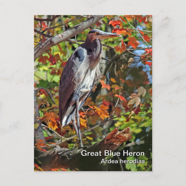 Cartão postal Heron Azul excelente (Frente)