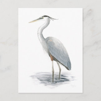 Cartão postal Heron Azul excelente
