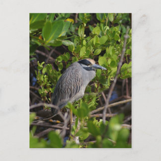 Cartão postal Heron Azul excelente