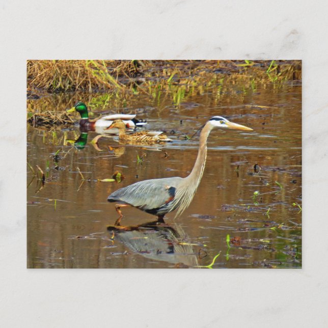 Cartão Postal Heron e Mallards (Frente)