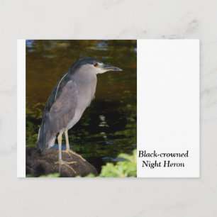 Cartão Postal Heron Noturno de coroação negra
