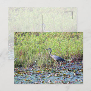 Cartão Postal Heron P640