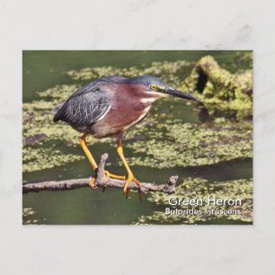 Cartão postal Heron Verde