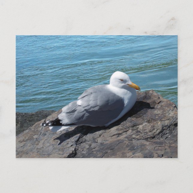 Cartão Postal Herring Gull em Rock Jetty (Frente)