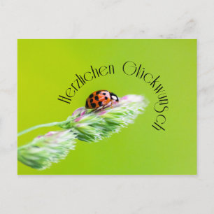 Cartão Postal Herzlichen Glückwunsch - mit Marienkäfer!