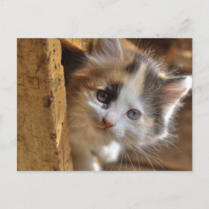 Cartão Postal Heterochromia Calico Kitten