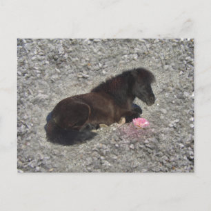 Cartão Postal Hety Shetland Pony Mini Horse Animal Pets