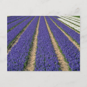 Cartão Postal Hiactinas azuis amarelas perto de Lisse, flores da