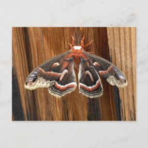 Cartão Postal Hialophora cecropia