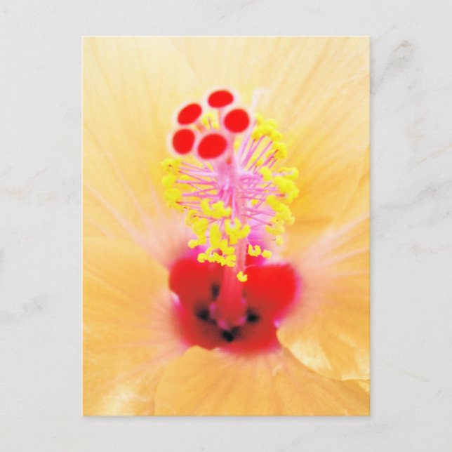 Cartão Postal Hibisco (Frente)