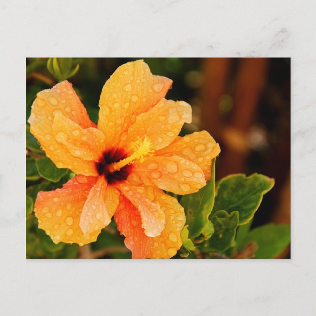 Cartão Postal Hibisco (Frente)