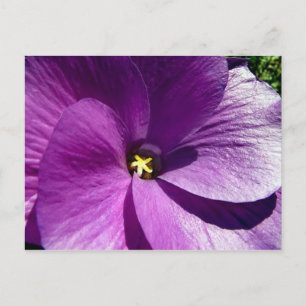 Cartão Postal hibisco 13