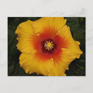 Cartão Postal hibisco 18