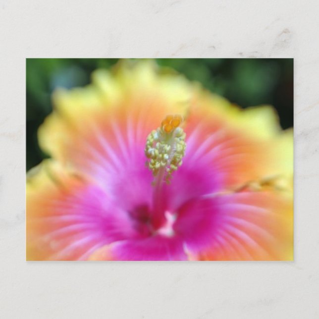 Cartão Postal hibisco 19 (Frente)