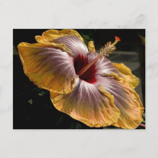 Cartão Postal hibisco 6