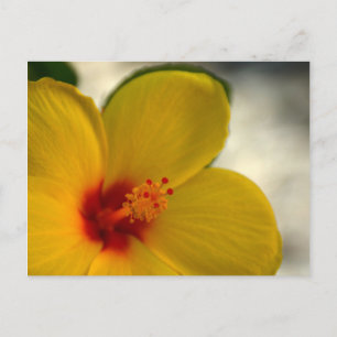 Cartão Postal Hibisco Amarelo