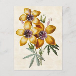 Cartão Postal Hibisco Amarelo Botânico Vintage