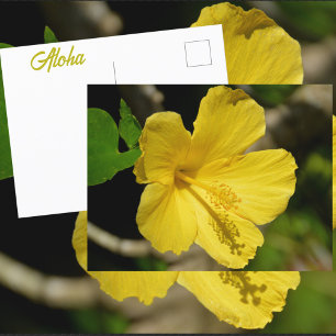 Cartão Postal Hibisco Amarelo Havaiano Fotográfico Botânico