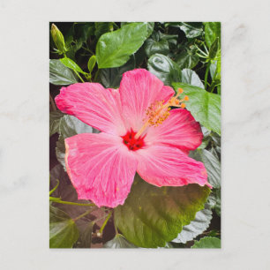 Cartão Postal Hibisco Rosa Bonito