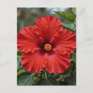 Cartão Postal Hibisco Tropical Vermelho Vibrante em Flor