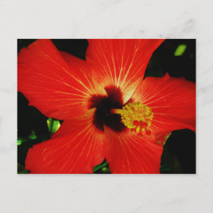 Cartão Postal Hibisco Vermelho