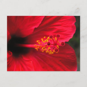 Cartão Postal hibisco vermelho